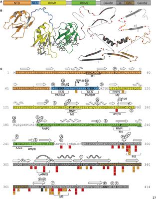 Structural Insights Into TDP-43 and Effects of Post-translational Modifications